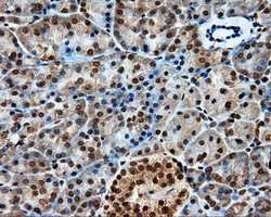 PTPRE / PTP Epsilon Antibody - Immunohistochemical staining of paraffin-embedded pancreas tissue using anti-PTPRE mouse monoclonal antibody. (Dilution 1:50).