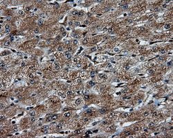 PTPRE / PTP Epsilon Antibody - Immunohistochemical staining of paraffin-embedded liver tissue using anti-PTPRE mouse monoclonal antibody. (Dilution 1:50).