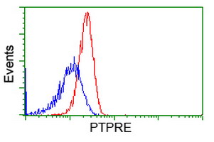 PTPRE / PTP Epsilon Antibody - Flow cytometry of HeLa cells, using anti-PTPRE antibody, (Red), compared to a nonspecific negative control antibody, (Blue).