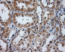 PTPRE / PTP Epsilon Antibody - IHC of paraffin-embedded Kidney tissue using anti-PTPRE mouse monoclonal antibody. (Dilution 1:50).