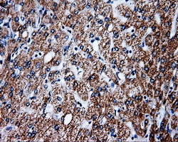 PTPRE / PTP Epsilon Antibody - IHC of paraffin-embedded liver tissue using anti-PTPRE mouse monoclonal antibody. (Dilution 1:50).