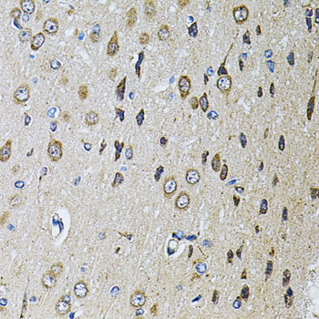 PTPRE / PTP Epsilon Antibody - Immunohistochemistry of paraffin-embedded rat brain tissue.