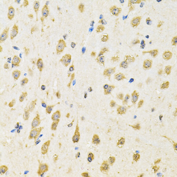 PTPRE / PTP Epsilon Antibody - Immunohistochemistry of paraffin-embedded mouse brain tissue.