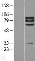 PTPRE / PTP Epsilon Protein - Western validation with an anti-DDK antibody * L: Control HEK293 lysate R: Over-expression lysate