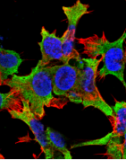 PTPRF Antibody - Detection of PTPRF in neuroblastoma cell line SK-N-BE with PTPRF Monoclonal Antibody at 10ug/ml: DAPI (blue) nuclear stain, Texas Red F actin stain, ATTO 488 (green) PTPRF stain.