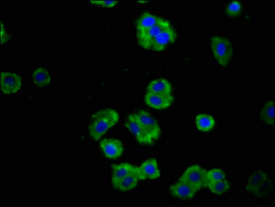 PTPRF Antibody - Immunofluorescence staining of HepG2 cells with PTPRF Antibody at 1:100, counter-stained with DAPI. The cells were fixed in 4% formaldehyde, permeabilized using 0.2% Triton X-100 and blocked in 10% normal Goat Serum. The cells were then incubated with the antibody overnight at 4°C. The secondary antibody was Alexa Fluor 488-congugated AffiniPure Goat Anti-Rabbit IgG(H+L).