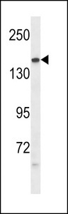 PTPRG / RPTR-Gamma Antibody - PTPRG Antibody western blot of mouse lung tissue lysates (35 ug/lane). The PTPRG antibody detected the PTPRG protein (arrow).