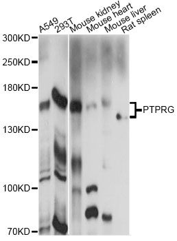 PTPRG / RPTR-Gamma Antibody - Western blot analysis of extracts of various cell lines, using PTPRG antibody at 1:1000 dilution. The secondary antibody used was an HRP Goat Anti-Rabbit IgG (H+L) at 1:10000 dilution. Lysates were loaded 25ug per lane and 3% nonfat dry milk in TBST was used for blocking. An ECL Kit was used for detection and the exposure time was 90s.