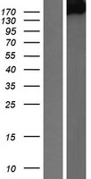 PTPRG / RPTR-Gamma Protein - Western validation with an anti-DDK antibody * L: Control HEK293 lysate R: Over-expression lysate