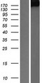 PTPRG / RPTR-Gamma Protein - Western validation with an anti-DDK antibody * L: Control HEK293 lysate R: Over-expression lysate