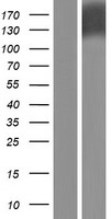 PTPRH / SAP-1 Protein - Western validation with an anti-DDK antibody * L: Control HEK293 lysate R: Over-expression lysate