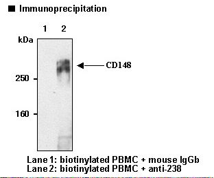 PTPRJ / CD148 Antibody