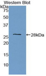 PTPRM / PTP Mu Antibody - Western blot of recombinant PTPRM / PTP Mu.  This image was taken for the unconjugated form of this product. Other forms have not been tested.