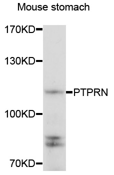 PTPRN / IA-2 Antibody - Western blot analysis of extracts of mouse stomach cells.
