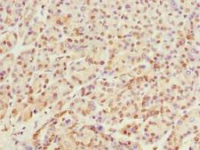 PTPRO Antibody - Immunohistochemistry of paraffin-embedded human pancreatic tissue at dilution 1:100