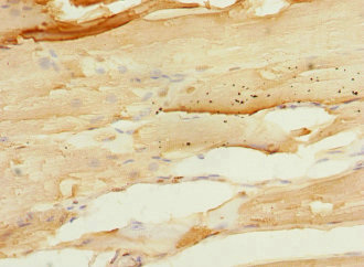 PTPRO Antibody - Immunohistochemistry of paraffin-embedded human skeletal muscle tissue at dilution 1:100