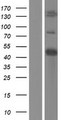 PTPRO Protein - Western validation with an anti-DDK antibody * L: Control HEK293 lysate R: Over-expression lysate