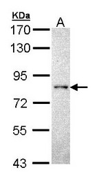 PTPRR Antibody - Sample (30 ug of whole cell lysate). A: H1299. 7.5% SDS PAGE. PTPRR antibody diluted at 1:5000