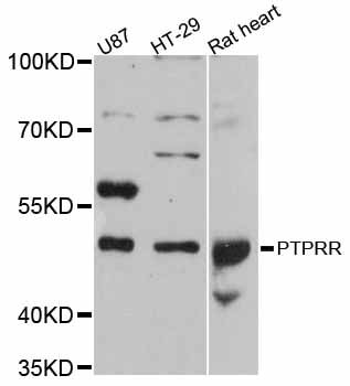PTPRR Antibody - Western blot analysis of extracts of various cell lines, using PTPRR antibody at 1:3000 dilution. The secondary antibody used was an HRP Goat Anti-Rabbit IgG (H+L) at 1:10000 dilution. Lysates were loaded 25ug per lane and 3% nonfat dry milk in TBST was used for blocking. An ECL Kit was used for detection and the exposure time was 90s.