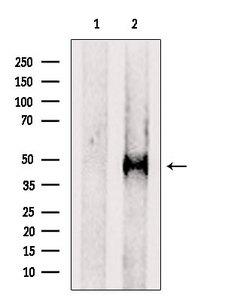 PTPRR Antibody
