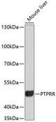 PTPRR Antibody - Western blot analysis of extracts of mouse liver using PTPRR Polyclonal Antibody at dilution of 1:3000.