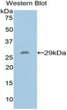 PTPRS Antibody - Western blot of recombinant PTPRS.  This image was taken for the unconjugated form of this product. Other forms have not been tested.