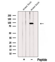 PTPRS Antibody - Western blot analysis of extracts of mouse brain tissue using PTPRS antibody. The lane on the left was treated with blocking peptide.