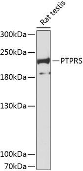 PTPRS Antibody - Western blot analysis of extracts of rat testis using PTPRS Polyclonal Antibody at dilution of 1:3000.