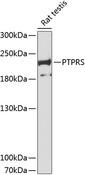 PTPRS Antibody - Western blot analysis of extracts of rat testis using PTPRS Polyclonal Antibody at dilution of 1:3000.