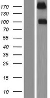 PTPRS Protein - Western validation with an anti-DDK antibody * L: Control HEK293 lysate R: Over-expression lysate