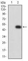 PTPRU Antibody - Western blot analysis using PTPRU mAb against HEK293 (1) and PTPRU (AA: extra 579-749)-hIgGFc transfected HEK293 (2) cell lysate.