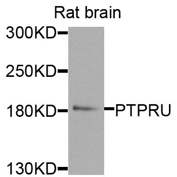 PTPRU Antibody - Western blot analysis of extracts of rat brain cells.