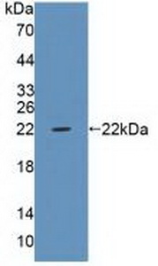 PTPRZ1 / Phosphacan Antibody - Western Blot; Sample: Recombinant PTPRZ, Human.