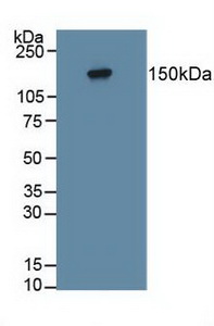 PTPRZ1 / Phosphacan Antibody - Western Blot; Sample: Human Hela Cells.