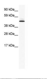 PTRF / CAVIN Antibody - NIH 3T3 Cell Lysate.  This image was taken for the unconjugated form of this product. Other forms have not been tested.