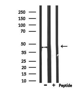 PTRF / CAVIN Antibody - Western blot analysis of extracts of mouse brain tissue using PTRF antibody.