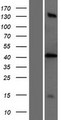 PTRF / CAVIN Protein - Western validation with an anti-DDK antibody * L: Control HEK293 lysate R: Over-expression lysate