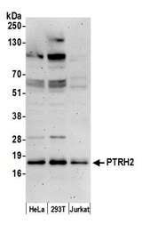 PTRH2 / BIT1 Antibody - Detection of human PTRH2 by western blot. Samples: Whole cell lysate (50 µg) from HeLa, HEK293T, and Jurkat cells prepared using NETN lysis buffer. Antibody: Affinity purified rabbit anti-PTRH2 antibody used for WB at 0.1 µg/ml. Detection: Chemiluminescence with an exposure time of 3 minutes.