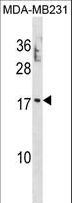 PTRH2 / BIT1 Antibody - PTRH2 Antibody western blot of MDA-MB231 cell line lysates (35 ug/lane). The PTRH2 antibody detected the PTRH2 protein (arrow).