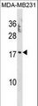 PTRH2 / BIT1 Antibody - PTRH2 Antibody western blot of MDA-MB231 cell line lysates (35 ug/lane). The PTRH2 antibody detected the PTRH2 protein (arrow).