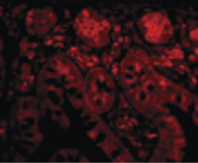 PTRH2 / BIT1 Antibody - Immunofluorescence of Bit1 in Human Small Intestine cells with Bit1 antibody at 20 ug/ml.