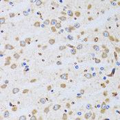 PTRH2 / BIT1 Antibody - Immunohistochemistry of paraffin-embedded rat brain tissue.