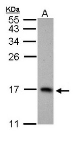 PTS Antibody - Sample (30 ug of whole cell lysate). A: H1299. 15% SDS PAGE. PTS antibody diluted at 1:1000.