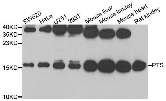 PTS Antibody - Western blot analysis of extracts of various cell lines.