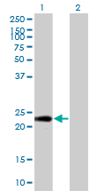PTTG1IP / PBF Antibody - Western Blot analysis of PTTG1IP expression in transfected 293T cell line by PTTG1IP monoclonal antibody (M04), clone 4C11.Lane 1: PTTG1IP transfected lysate(20.3 KDa).Lane 2: Non-transfected lysate.