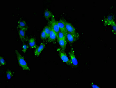 PTTG1IP / PBF Antibody - Immunofluorescent analysis of Hela cells at a dilution of 1:100 and Alexa Fluor 488-congugated AffiniPure Goat Anti-Rabbit IgG(H+L)