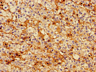 PTTG1IP / PBF Antibody - Immunohistochemistry image of paraffin-embedded human adrenal gland tissue at a dilution of 1:100