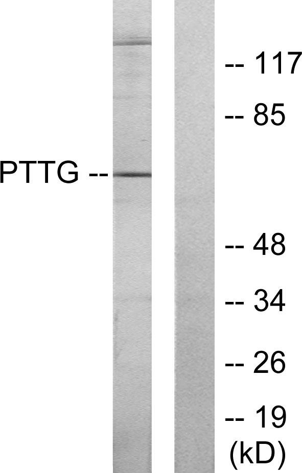 PTTG1IP / PBF Antibody - Western blot analysis of extracts from RAW264.7 cells, using PTTG antibody.