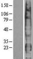 PTTG1IP / PBF Protein - Western validation with an anti-DDK antibody * L: Control HEK293 lysate R: Over-expression lysate