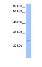 PTTG2 Antibody - HepG2 cell lysate. Antibody concentration: 1.0 ug/ml. Gel concentration: 12%.  This image was taken for the unconjugated form of this product. Other forms have not been tested.